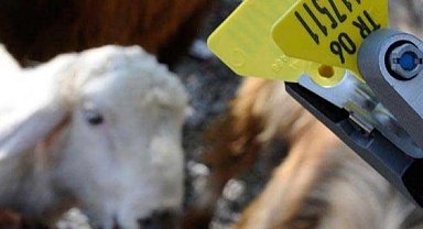 Hayvan sahiplerine aşı ve küpe ücretlerinde önemli ayar... O ücretler desteklemeden düşecek