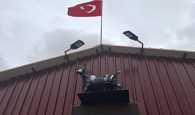 Heykeli gerçek sanıp kaçtı: Tosunun şaşkınlığı sosyal medyada gündem oldu