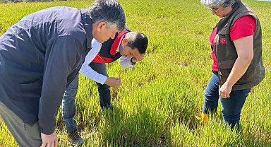 Hububat ta görülen süne ve diğer zararlılara karşı kontroller başladı