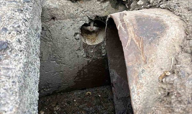 İskenderun'da rögar borusuna düşen yavru kediler kurtarıldı