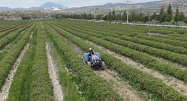 Isparta'da gül hasadı öncesi umutlar arttı: 13 bin ton rekolte bekleniyor