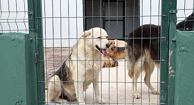 İstanbul Çekmeköy'de sokak hayvanları için dev doğal yaşam alanı açıldı