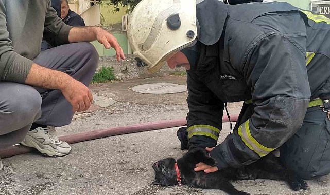 İtfaiye eri yangında dumandan etkilenen kediyi kalp masajı ile hayata döndürdü