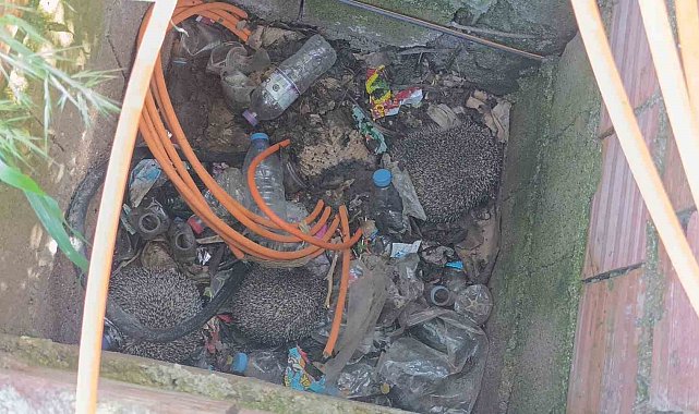 İtfaiyeden rögarda üç kirpi, bacada serçe mesaisi