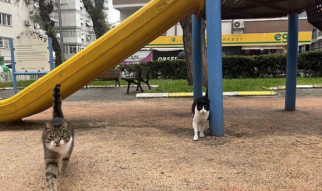 İzmir'de domuzlar sosyal hayatın parçası olmaya başladı
