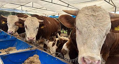 İzmir'de kurban pazarları kurulmaya başladı