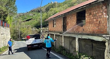 Kahverengi kokarcaya karşı Trabzon'da seferberlik