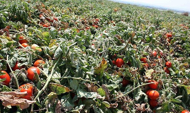 Karacabey'de salçalık domates ekiminde "serbest"in fazla olması bekleniyor