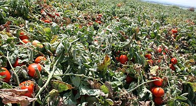 Karacabey'de salçalık domates ekiminde "serbest"in fazla olması bekleniyor
