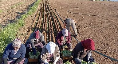 Karacasu'da çiftçilerin tütün mesaisi başladı