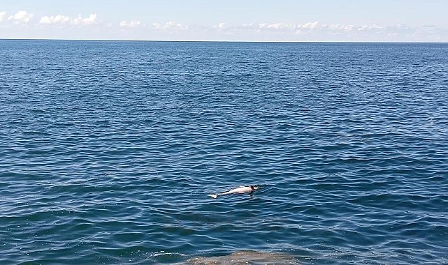 Karadeniz Ereğli'de sahilde ölü yunus bulundu