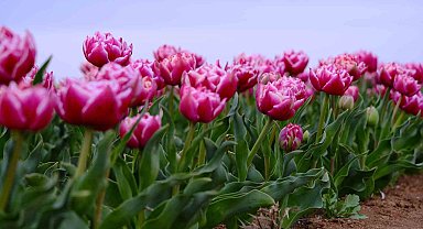 Karaman'da lale tarlası ziyaretçilerine hazırlanıyor