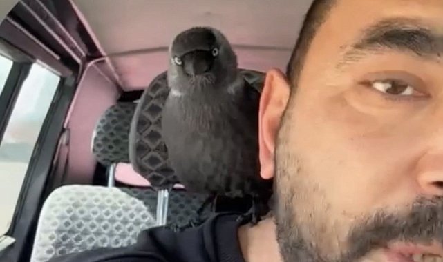 Karga önce sileceğe, sonra sürücünün omzuna kondu