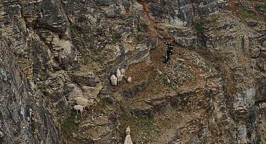 Kayalıklardaki sürüye cansiparane kurtarma