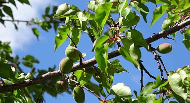 Kayısıda çağla dönemi