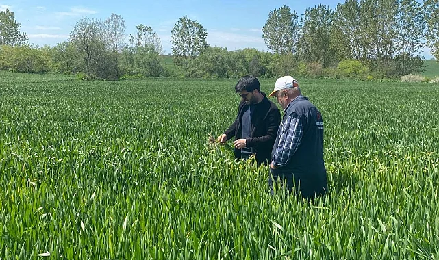 Keşan Akçeşme'de hububat alarmı! Yağış hastalıkları artırdı