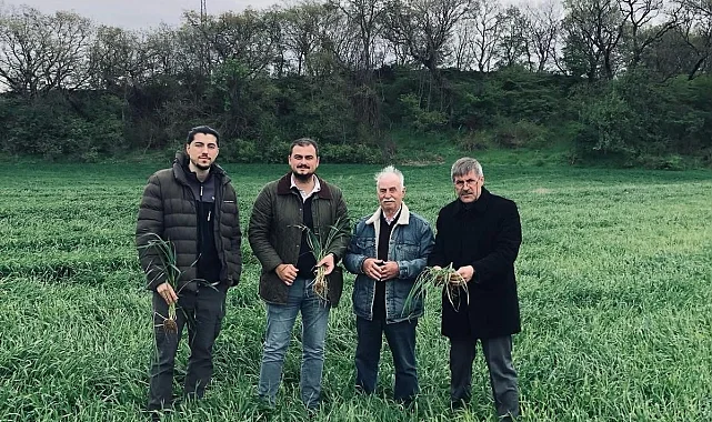 Keşan'da yağışlar verimi artırdı, hastalık riskini büyüttü