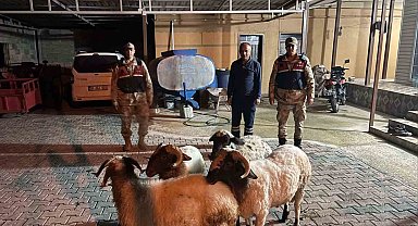Kilis'te kayıp küçükbaş hayvanlar bulundu
