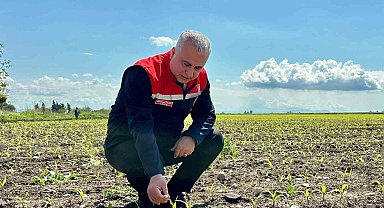 Kırıkhan'da mısır ekili alanlar incelendi
