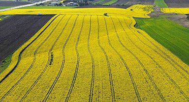 Kırklareli'nde kanola tarlaları sarıya büründü