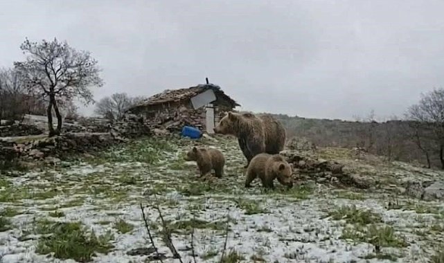 Kış uykusundan uyanan anne ayı yavruları ile yaylaya indi