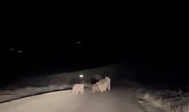 Kış uykusundan uyanan ayı ve yavruları yemek ararken görüntülendi
