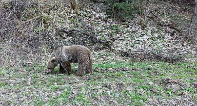Kış uykusundan uyanan ayılar, ormanlık alanda beslenirken görüntülendi