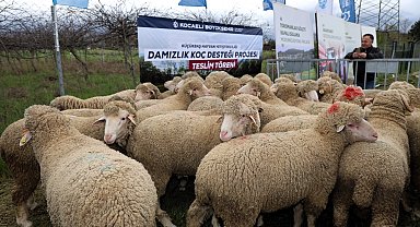 Kocaeli Büyükşehir'den hayvancılığa damızlık koç desteği