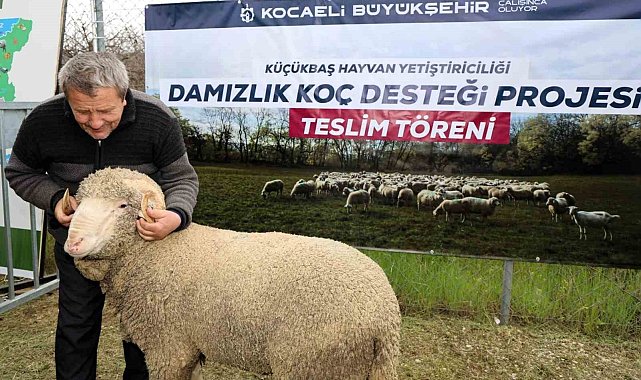 Kocaeli'de hayvancılığa "damızlık" dopingi