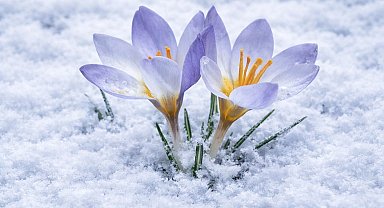 Kocaeli'de Keltepe Çiğdemi büyüledi