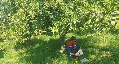 Koçarlı'da Akdeniz meyve sineğine karşı tuzaklı takip sürüyor