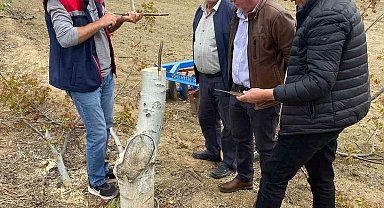 Koçarlı'da üreticilere "Cevizde Aşılama" eğitimi verilecek