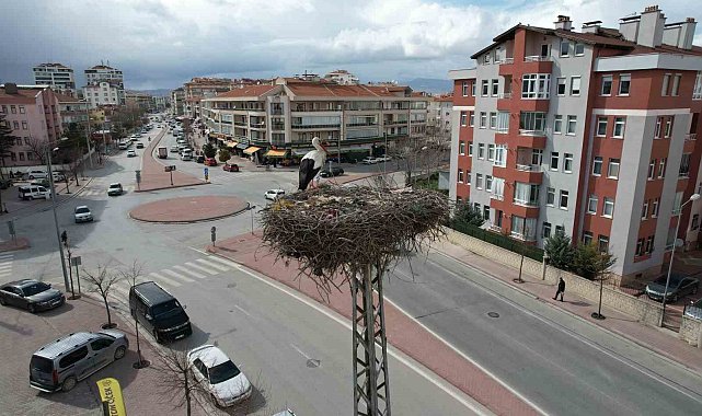 Konya'nın leylekleri direkteki yuvalarına geldi