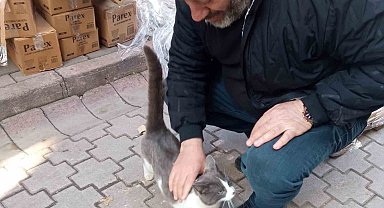 Köpeklerden kaçan kedinin imdadına itfaiye yetişti