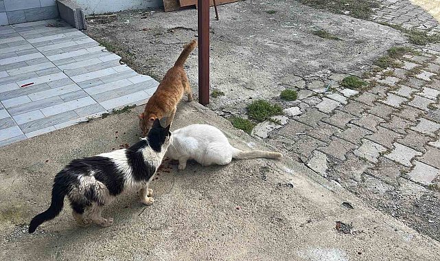 Kötü şartlarda evde tutulan hayvanlar, gençlerin tepkisi sonrası kurtarıldı