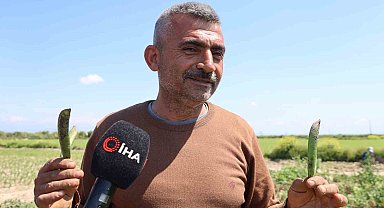 Kozan bezelyesi görünümüyle Karadeniz hamsisine benzetildi