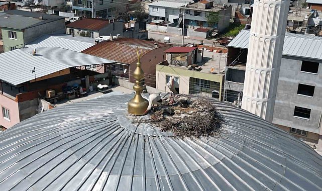 Kubbedeki leylekler mahalle yaşantısına renk katıyor