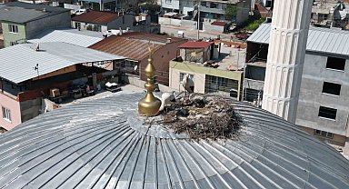 Kubbedeki leylekler mahalle yaşantısına renk katıyor
