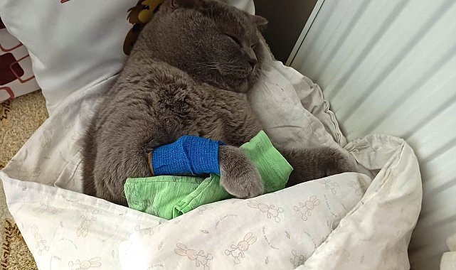 Kuduz aşısı sonrası kedileri ölen aile şikayetçi oldu