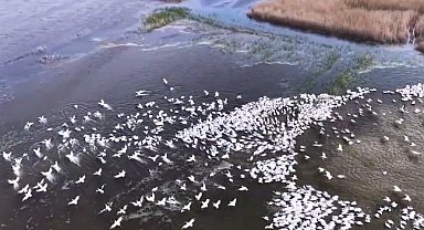 Kuşcenneti'nde görsel şölen... Yüzlerce Tepeli Pelikan aynı anda suya indi