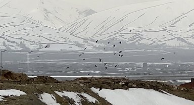 Kuşların rüzgarla dansı: Havada zor kalabildiler