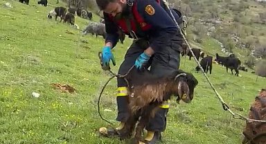 Kuyuya düşen keçiyi itfaiye kurtardı