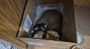 Lisenin maskot kedisi, yavrularını okula emanet etti