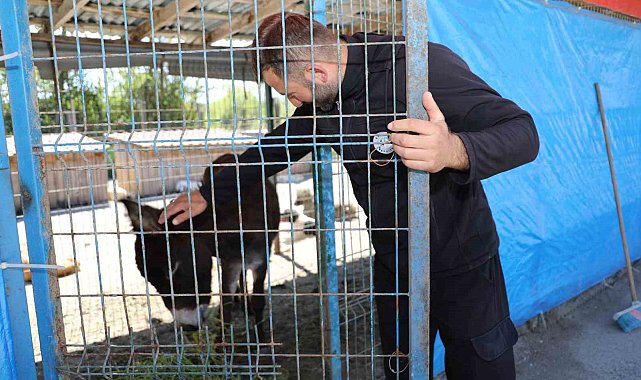 Mahalleye inen eşek ortalığı birbirine kattı