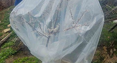 Malatya'da kayısı üreticileri zirai don için alarma geçti