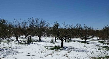 Malatya'da kayısıda don endişesi