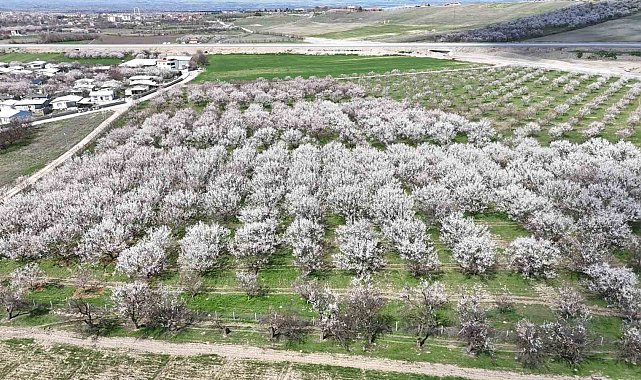 Malatya'da kayısıda iklim endişesi devam ediyor