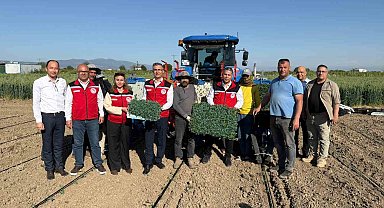 Manisa'da 131 bin dekarlık alanda domates mesaisi