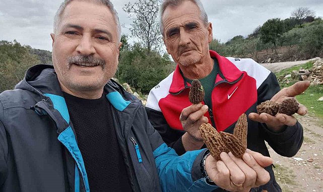 Manisa'da kuzugöbeği tutkusu engel tanımıyor