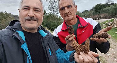 Manisa'da kuzugöbeği tutkusu engel tanımıyor